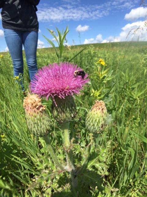 Cirsium hillii